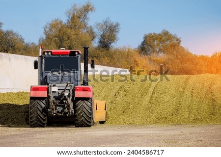 Tractor working with silage at dairy farm, compacting fresh harvest chopped maize with heavy roller for silo, fermented feed for food of cow.