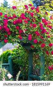 Tracyton, Washington State, Rose Arbor Garden