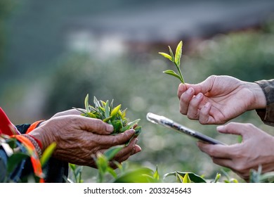 11,095 Selling tea Images, Stock Photos & Vectors | Shutterstock