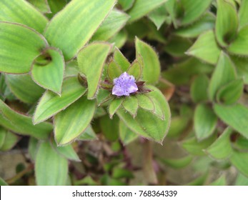 さまよえるユダヤ人 Hd Stock Images Shutterstock