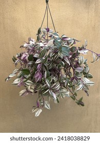 Tradescantia  fluminensis tricolor plant easy growing 