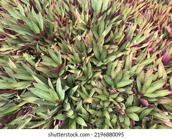 Tradescantia, Oyster Plant, Close Up Plant