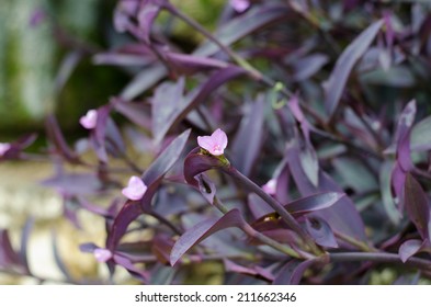 Tradescantia Pallida