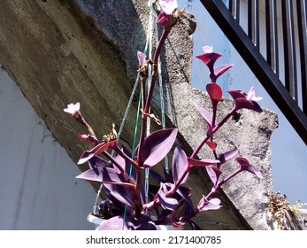 Tradescantia Pallida: The Beautiful Hanging Plants, Purple Colour For A Good Sense