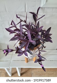 Tradescantia Pallida Purple Heart Plant Leaves