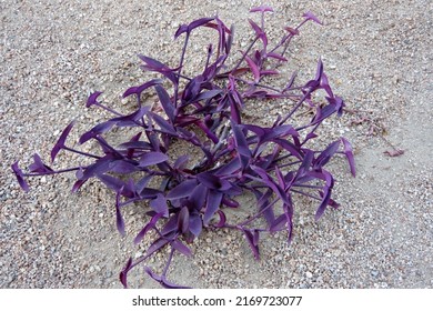 Tradescantia pallida purpurea Purple Heart spiderwort succulent plant