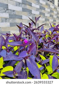 Tradescantia pallida is a species of spiderwort similar to Tradescantia fluminensis and Tradescantia zebrina. Purple flowers and yellow pollen close-up