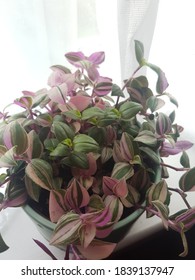 Tradescantia Quadricolor Houseplant Pot Stock Photo 1839137947 ...