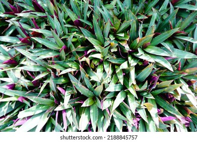 Tradescantia Spathacea, Oyster Plant In The Garden 