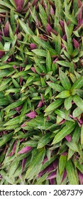 Tradescantia spathacea swartz or oyster plant blooms in the garden. The leaves are green, purple and wet after the rain. In Indonesia, it is called the Adam Eva plant

