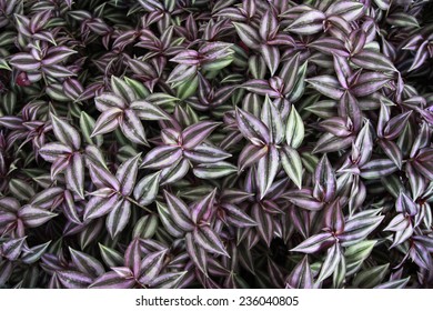 Silvery Wandering Jew Images Stock Photos Vectors Shutterstock