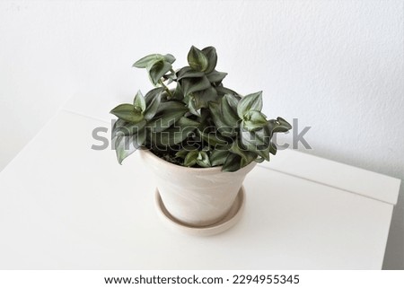 Tradescantia zebrina, aka wandering jew or dude, houseplant in a white pot, isolated on a white background. Purple, silver and green leaves. Landscape orientation.