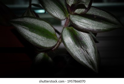 Tradescantia Zebrina Closeup Low Light Photo