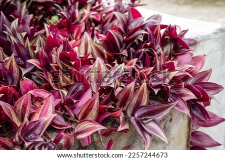 Tradescantia zebrina, formerly known as Zebrina pendula, is a species of creeping plant in the Tradescantia genus. Common names include silver inch plant and wandering Jew.