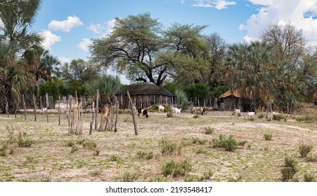 Traditional Africa Hut With A Thatched Roof In A Village In Botswana, Goats Grazing The Grass