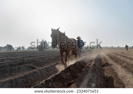 Traditional agriculture in Mexico: Mexican peasant farmer using a horse to cultivate amaranth