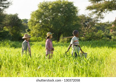 traditional asian farmer coming back from a harvest rice field in bagan