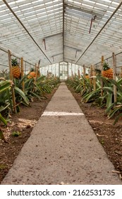 Traditional Azorean Greenhouse Pineapple Plantation. São Miguel Island In The Archipelago Of Azores.