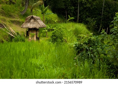 Traditional bamboo house for workers on bright lush green rice terrace and tropical forest. Amazing culture trip indonesian Bali and asia.