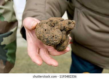 Traditional Black Truffle Market Of Lalbenque In Périgord, France