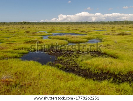 Traditional bog landscape on a summer day, bog vegetation, windy weather, Nigula Nature Reserve, Estonia
