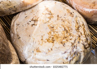 Traditioneller Käse mit Würmern in Mamoiada, Nuoro, Sardinien, Italien