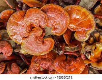 Traditional Chinese Food, Ganoderma