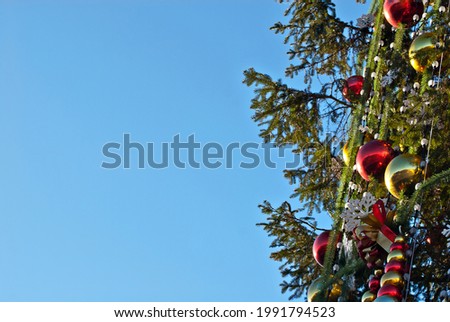 Similar – Oh Tannenbaum Natur Baum