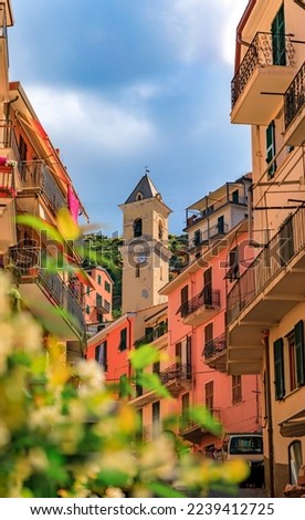 Traditional colorful houses and jasmine blossom flowers on a street in old town with a view of Chiesa di San Lorenzo, Manarola in Cinque Terre, Italy