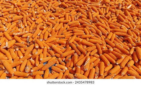 The traditional corn drying process, corn is dried in the sun. Drying is done on the cement floor, a blue tarpaulin.
