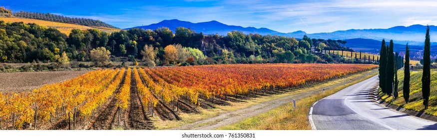 Traditional countryside and landscapes of beautiful Tuscany. Vineyards in golden colors and cypresses. Italy - Powered by Shutterstock