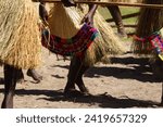 Traditional cultural grass skirts and beautiful colorful woven fans at sing sing bamboo band dance in Bougainville, Papua New Guinea