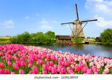 Traditional Dutch windmill along a canal with pink tulip flowers in the foreground, Netherlands