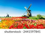 traditional dutch windmill with reflection at water, Kinderdijk at summer day, Netherland with blooming tulips