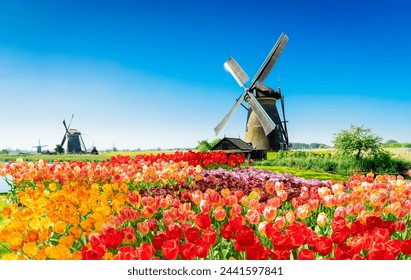 traditional dutch windmill with reflection at water, Kinderdijk at summer day, Netherland with blooming tulips - Powered by Shutterstock