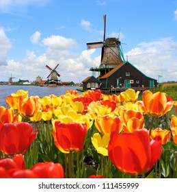 Traditional Dutch windmills with vibrant tulips at Zaanse Schans, Netherlands