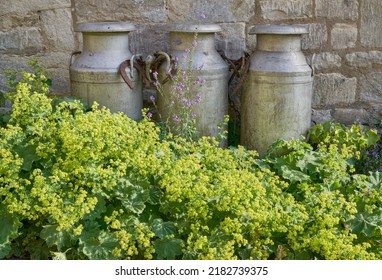 Traditional English Milk Churns Agains A Stone Wall In A Cotswolds Garden