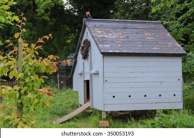 A Traditional English Painted Chicken Coop Or Hen House In A Rural Setting In Devon, England, UK