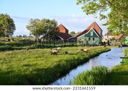 Traditional farm in Netherlands. Sheep on field. Farmer's house in countryside. River canal. 