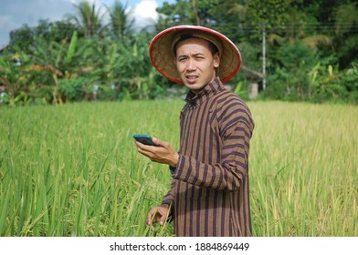traditional farmer using smart technology gadget for agriculture in rice field