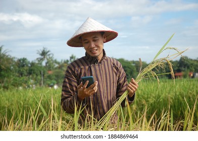 Traditional Farmer Using Smart Technology Gadget For Agriculture In Rice Field