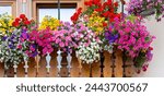 Traditional flowered balcony at the Alps and Dolomites. Colorful flowers on balcony. Summer time. Mix of flowers and colors. General contest of the European Alps