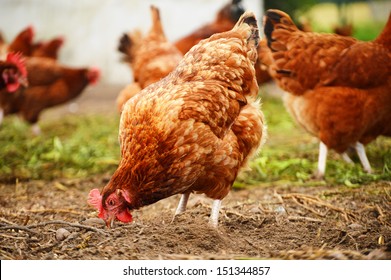 Traditional Free Range Poultry Farming