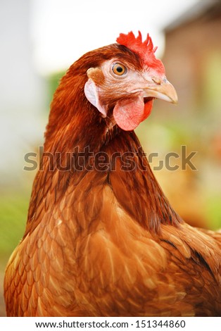 Similar – Chicken on meadow. Animal