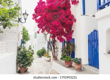 Traditional greek street with bougainvillea flowers on Paros island, Cyclades, Greece