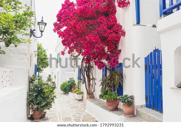 パロス島 マルピッサ村 サイクレイズ ギリシャの伝統的なギリシャの通りとブーゲンビリアの花 の写真素材 今すぐ編集