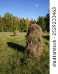 Traditional haystacks on a field at Kovero Heritage Farm in Seitseminen National Park, Ikaalinen, Finland.