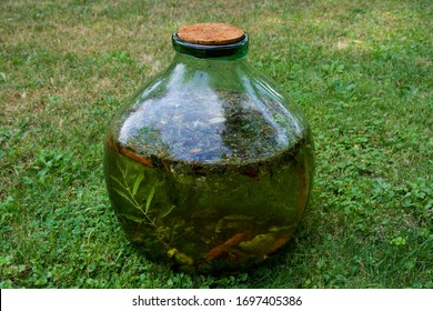 Traditional Herbal Artisan Liquor In Its Maceration Process. 