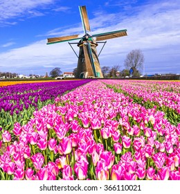 Traditional Holland Countryside - Windmills And Tulips