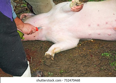 Pig Slaughter Images Stock Photos Vectors Shutterstock - 